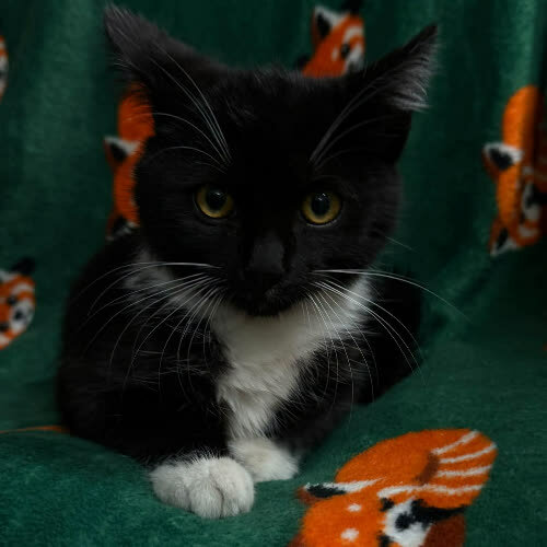 Koty ze schroniska do adopcji Piątek