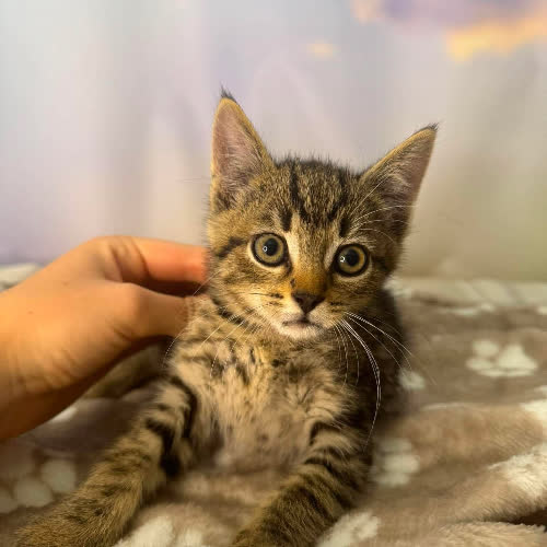 Koty ze schroniska do adopcji Żelek