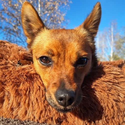 Psy ze schroniska do adopcji Łania