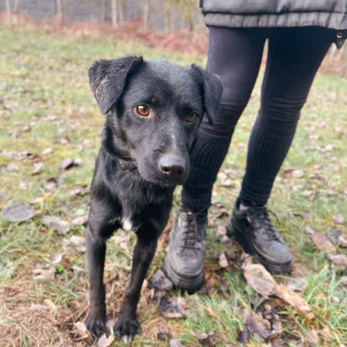 Psy ze schroniska do adopcji Chrupek