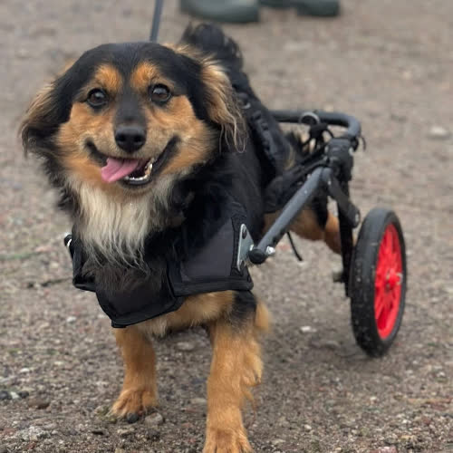 Psy ze schroniska do adopcji Sonia