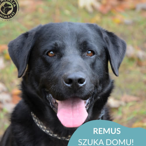 Psy ze schroniska do adopcji REMUS