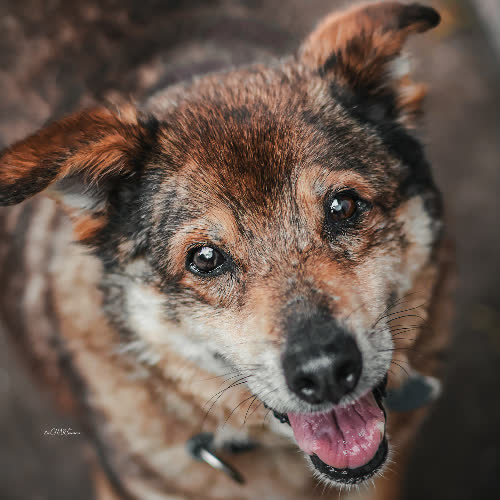 Psy ze schroniska do adopcji Marley