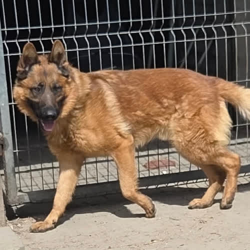 Psy ze schroniska do adopcji Owczarek Liban 