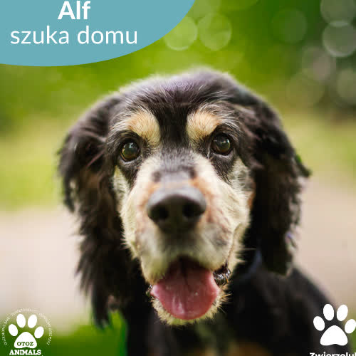 Psy ze schroniska do adopcji Alf