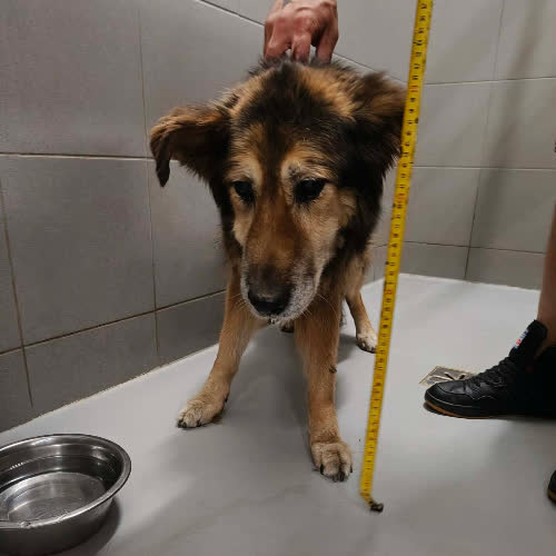 Psy ze schroniska do adopcji Mimi