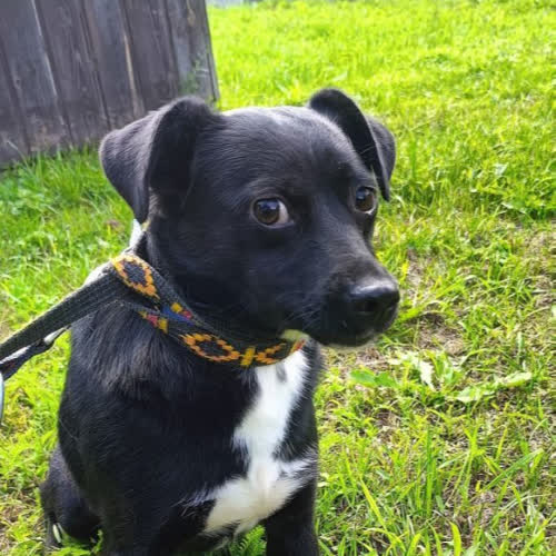 Psy ze schroniska do adopcji Łazik 85