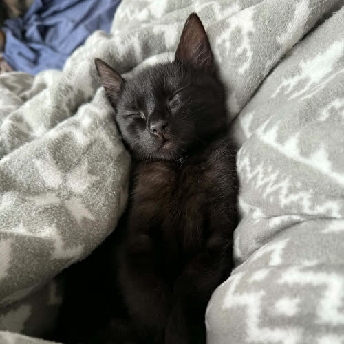 Koty ze schroniska do adopcji Pompon