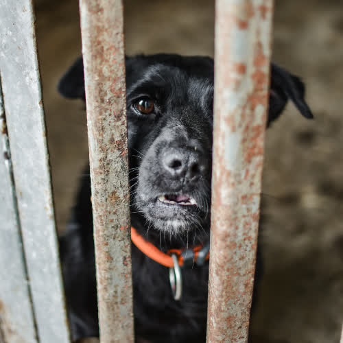 Psy ze schroniska do adopcji Krejzol