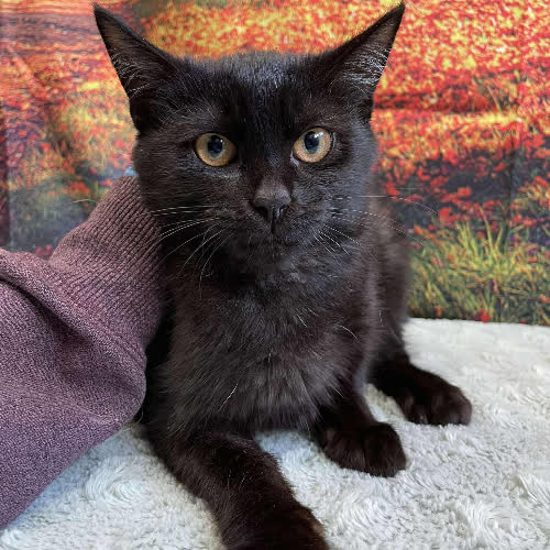 Koty ze schroniska do adopcji Shadow