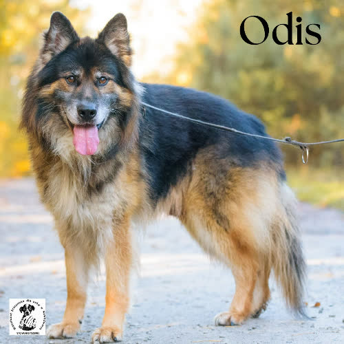Psy ze schroniska do adopcji Odis