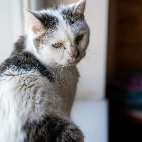 Koty ze schroniska do adopcji Lusia