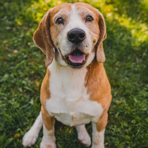 Psy ze schroniska do adopcji Piesek Beagle 