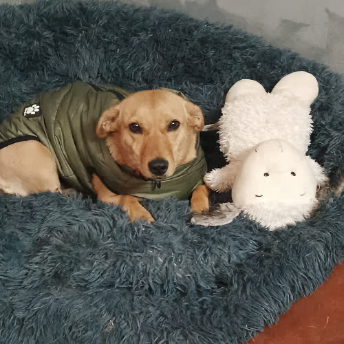 Psy ze schroniska do adopcji Nadia