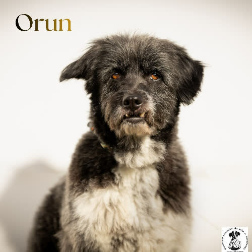 Psy ze schroniska do adopcji Wspaniały ORUN