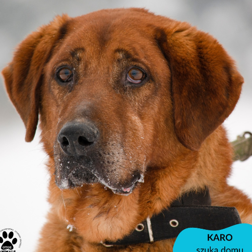 Psy ze schroniska do adopcji Karo