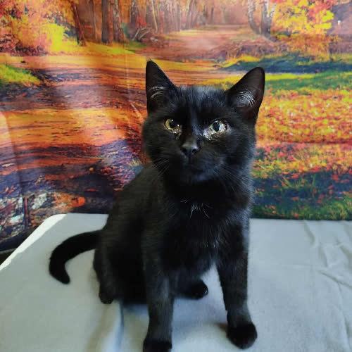 Koty ze schroniska do adopcji A119