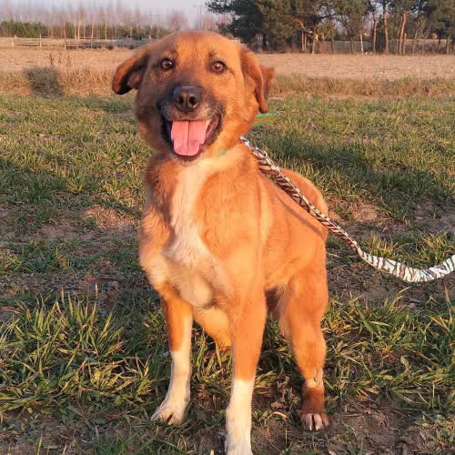 Psy ze schroniska do adopcji Sali