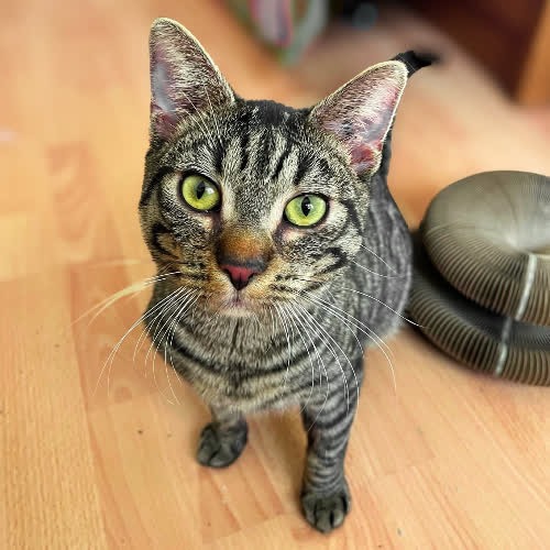 Koty ze schroniska do adopcji Pierożek