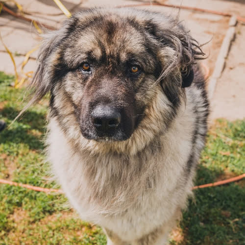 Psy ze schroniska do adopcji Ozzy