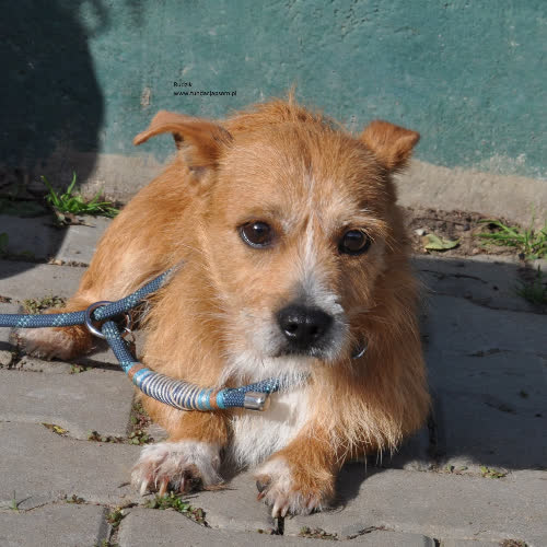 Psy ze schroniska do adopcji Rudzik
