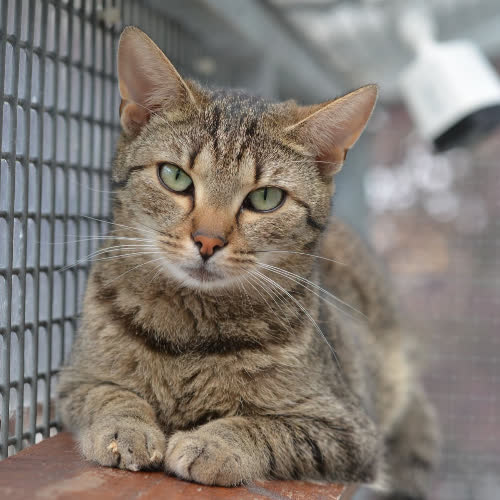Koty ze schroniska do adopcji Lola