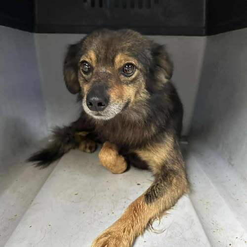 Psy ze schroniska do adopcji Listek 