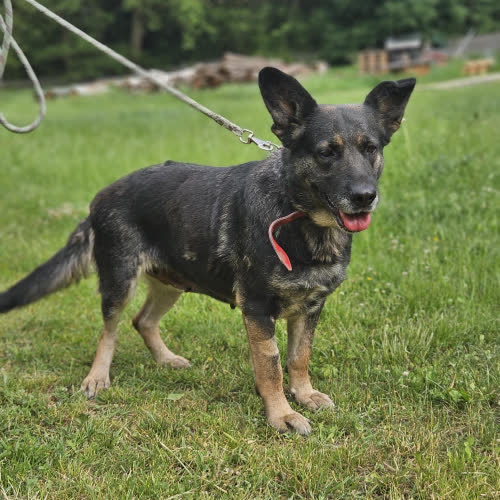 Psy ze schroniska do adopcji Witaminka 