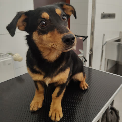 Psy ze schroniska do adopcji Gucio