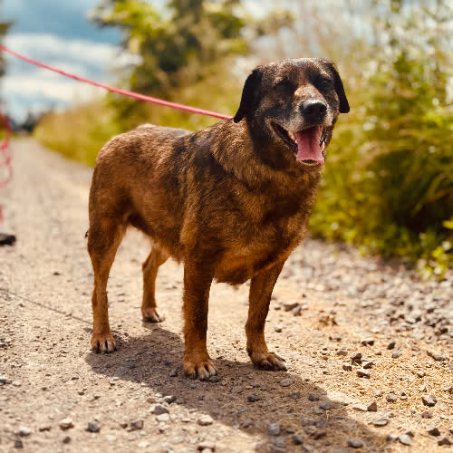 Psy ze schroniska do adopcji Gaja