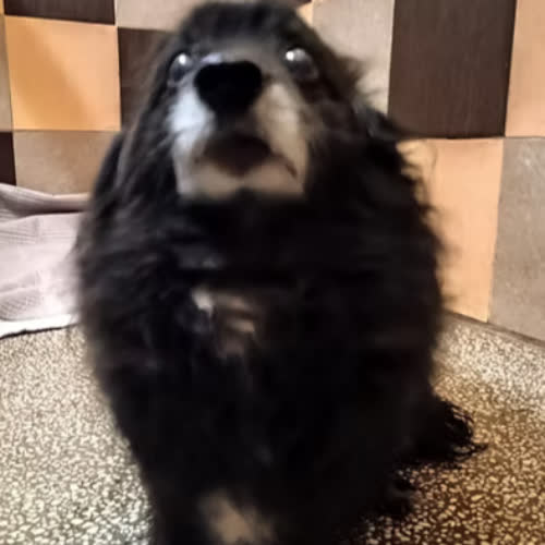 Psy ze schroniska do adopcji FREDEK