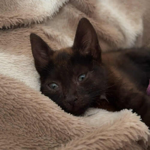 Koty ze schroniska do adopcji Ciapak