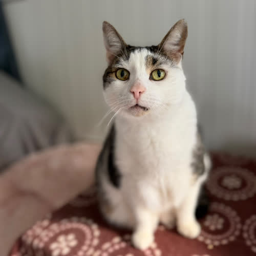 Koty ze schroniska do adopcji Feluś i Funiek