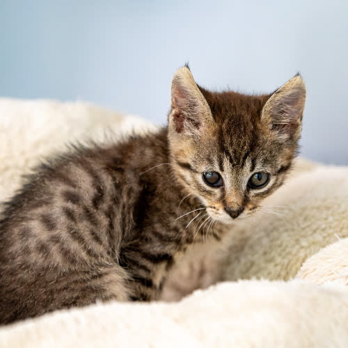 Koty ze schroniska do adopcji Bigos