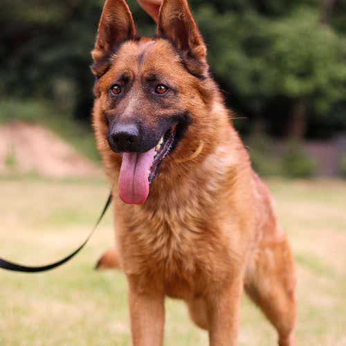 Psy ze schroniska do adopcji Owczarek Liban 