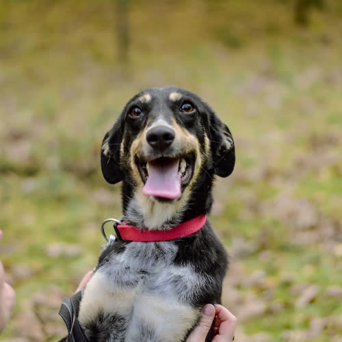 Psy ze schroniska do adopcji Królewna 