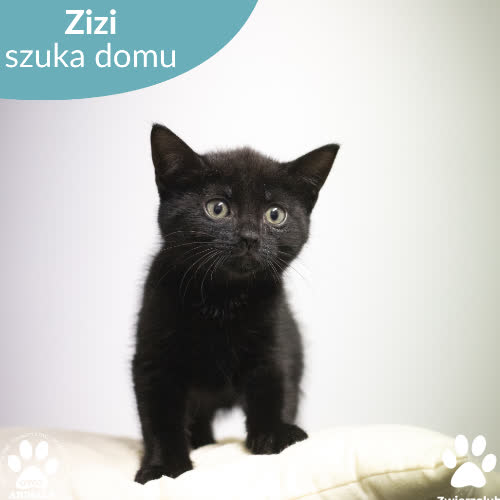 Koty ze schroniska do adopcji Zizi
