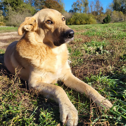 Psy ze schroniska do adopcji Szach