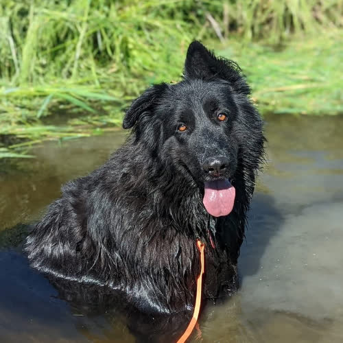 Psy ze schroniska do adopcji Mamed