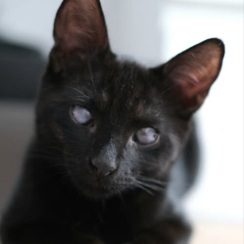 Koty ze schroniska do adopcji Sławosz