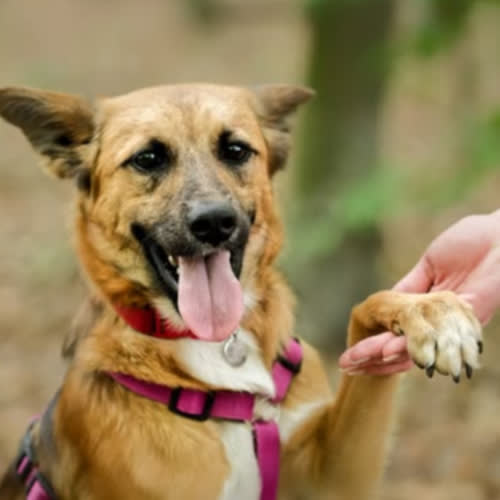 Psy ze schroniska do adopcji Stitch