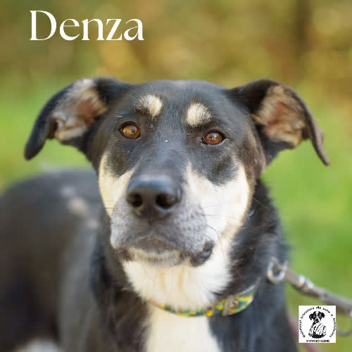 Psy ze schroniska do adopcji Denza