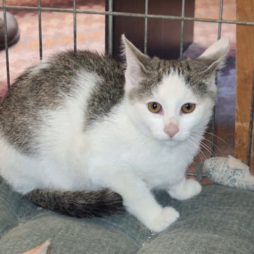 Koty ze schroniska do adopcji Oskar