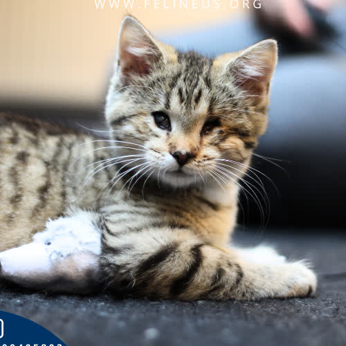 Koty ze schroniska do adopcji Bejbi