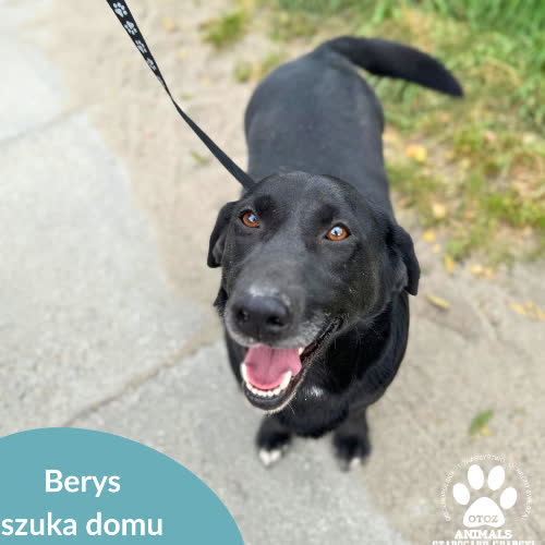 Psy ze schroniska do adopcji Berys
