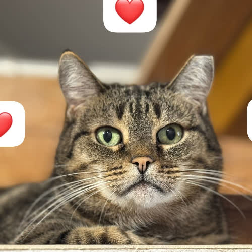 Koty ze schroniska do adopcji Dikosia