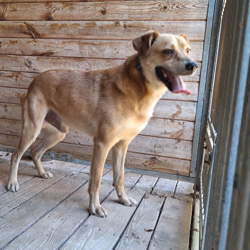 Psy ze schroniska do adopcji Labi