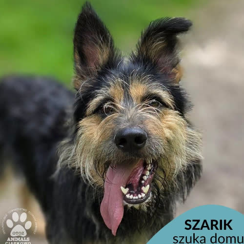 Szarik