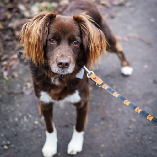 Psy ze schroniska do adopcji Nela