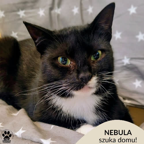 Nebula